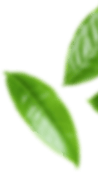 banner shape02