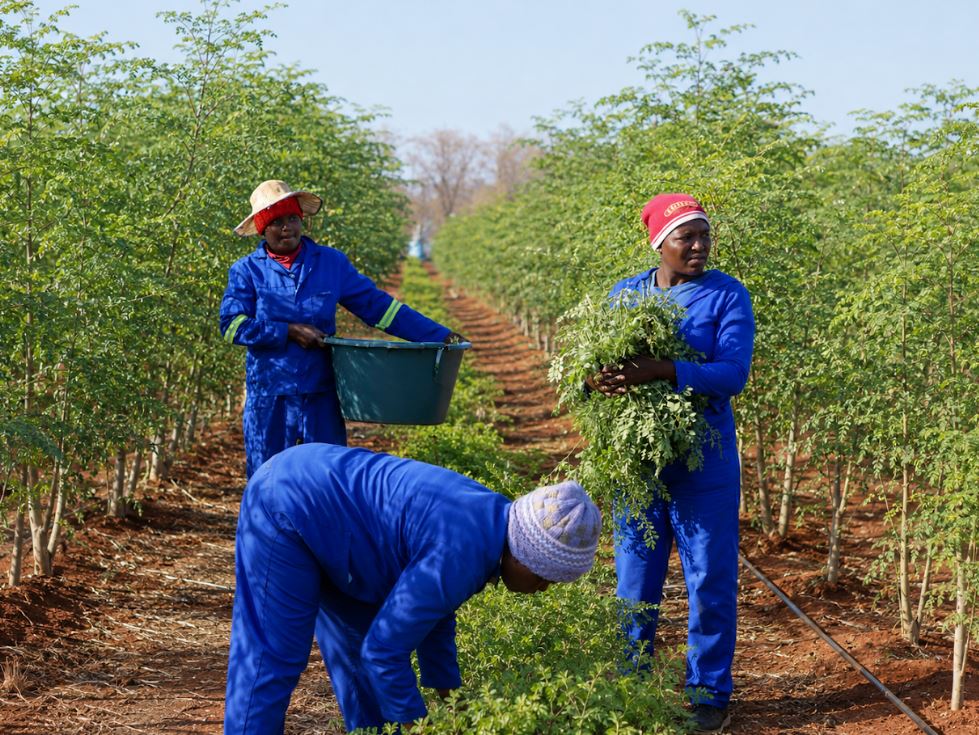 harvesting Moringa