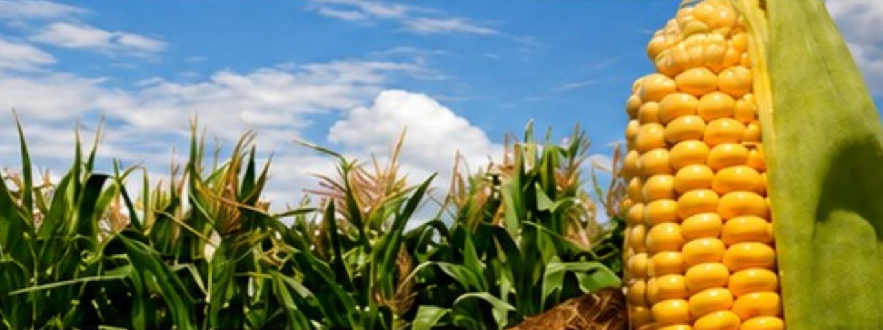 maize trail