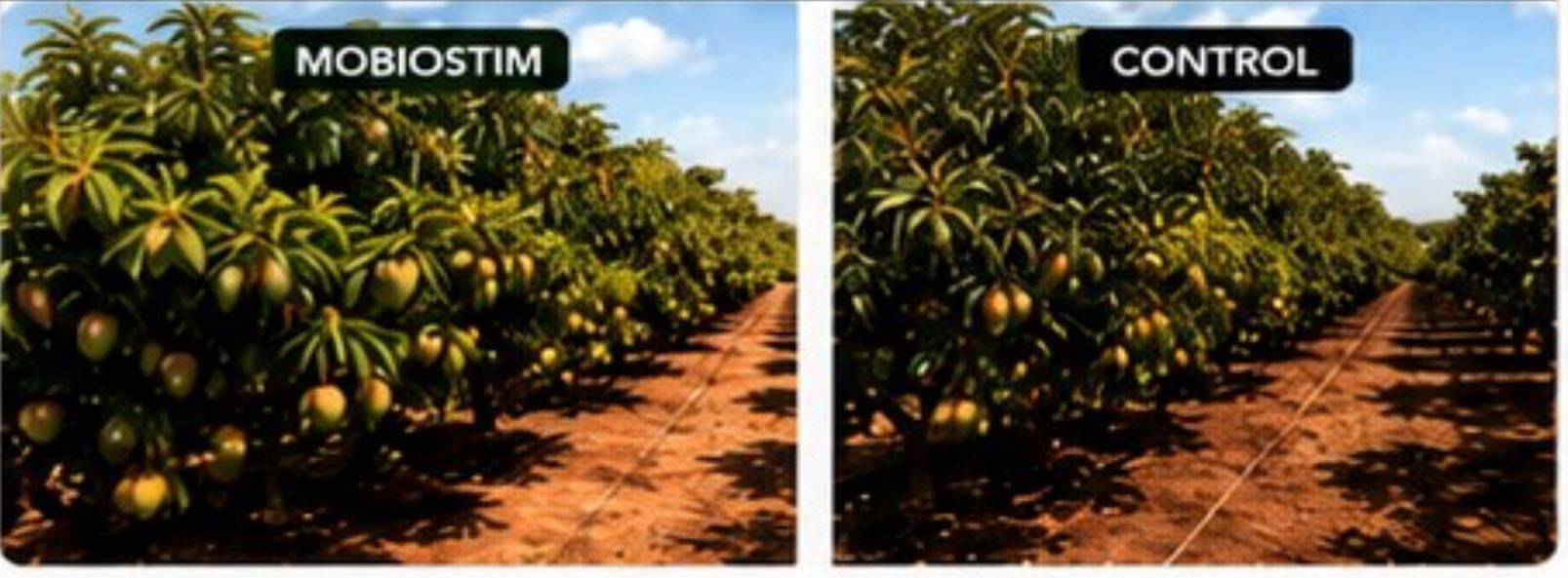 mangos trail